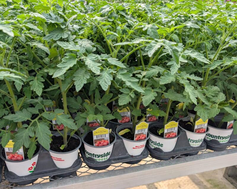 4" Vegetables at Countryside Greenhouse