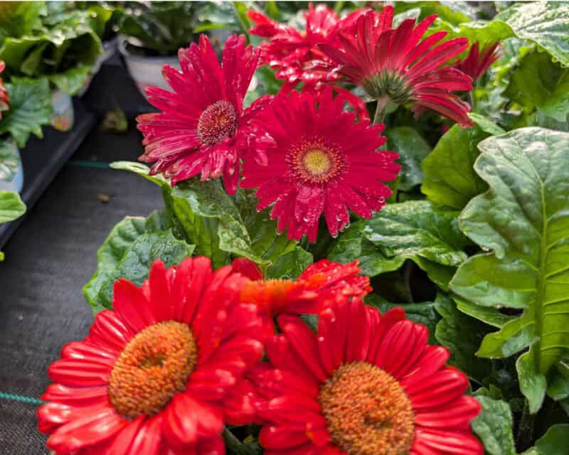 5" Gerbera Daisies at Countryside Greenhouse