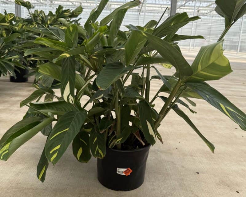10" Ctenanthe Golden Mosaic at Countryside Greenhouse