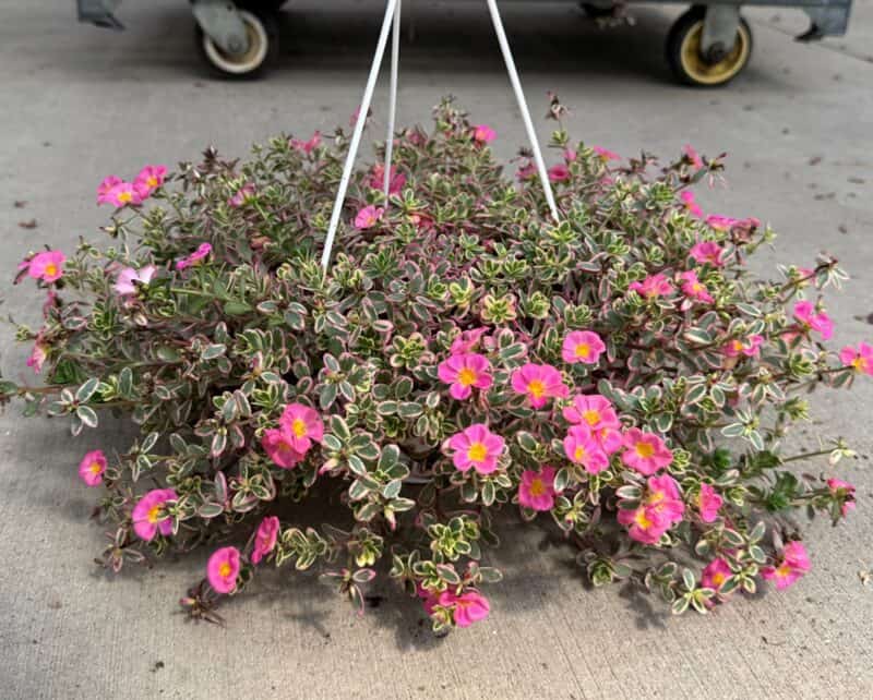 6" Portulaca at Countryside Greenhouse