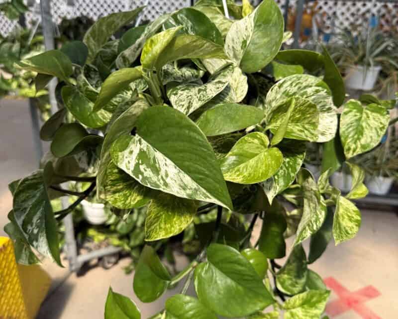 Pothos - Marble Queen at Countryside Greenhouse