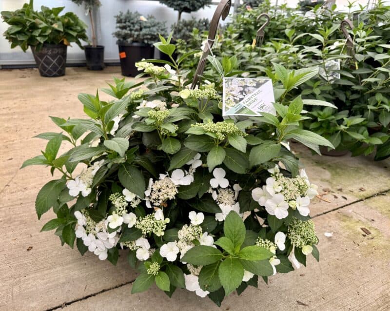 12" Fairytrail Bride Hydrangea Hanging Baskets at Countryside Greenhouse