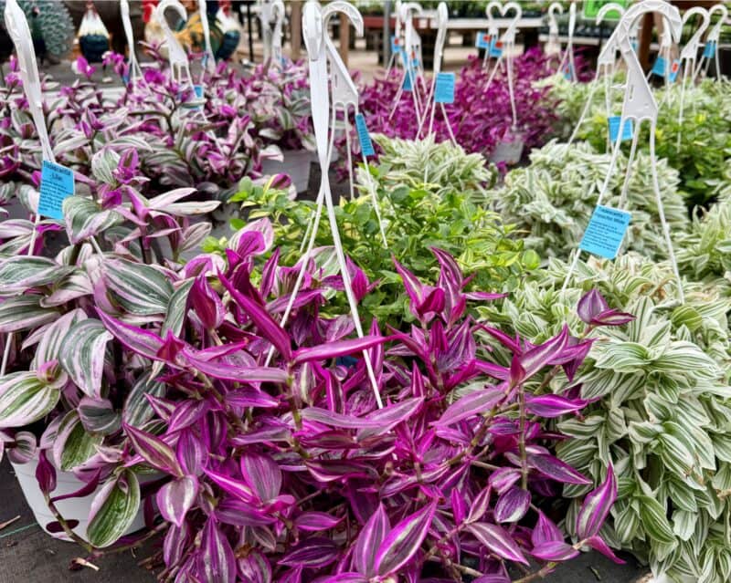 12" Tradescantia Hanging Baskets at Countryside Greenhouse