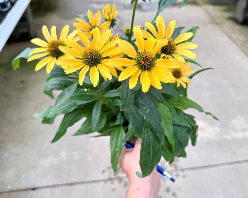 Coneflower 1 Gallon Containers at Countryside Greenhouse