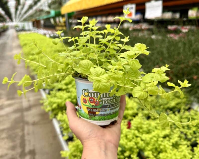 Creeping Jenny at Countryside Greenhouse