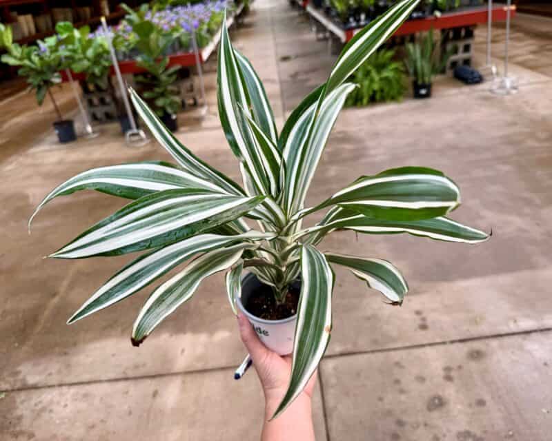 4" Dracaena White Stripe Pots at Countryside Greenhouse