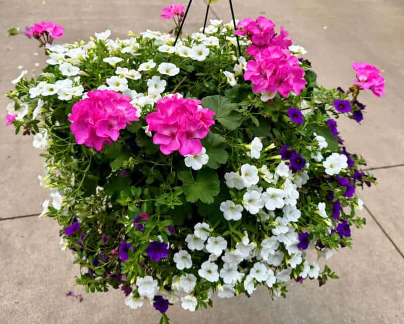 10" Geranium/Calibrachoa Hanging Baskets at Countryside Greenhouse