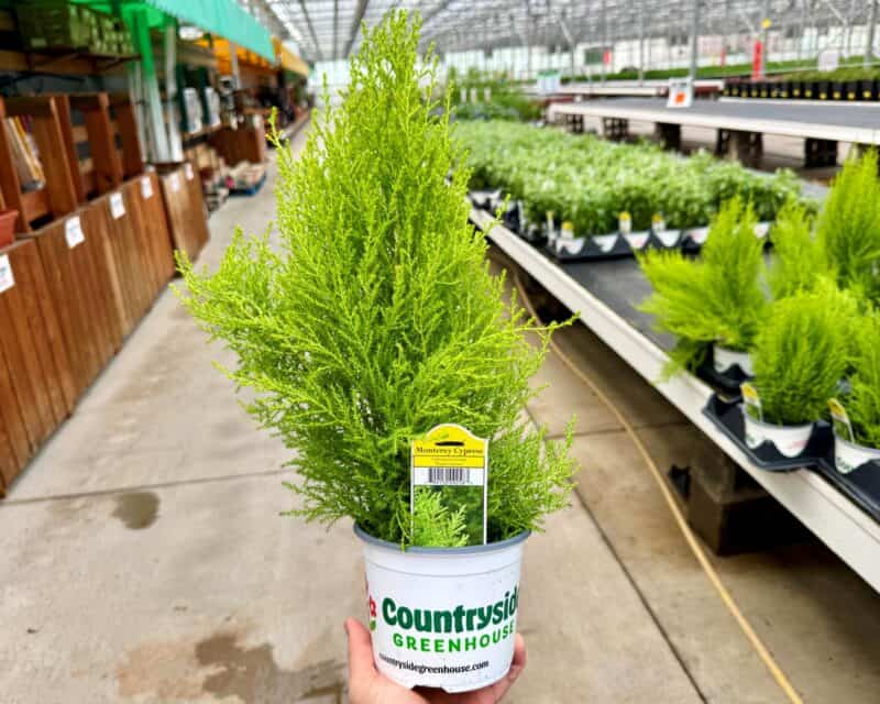 4" Monterey Cypress Pots at Countryside Greenhouse