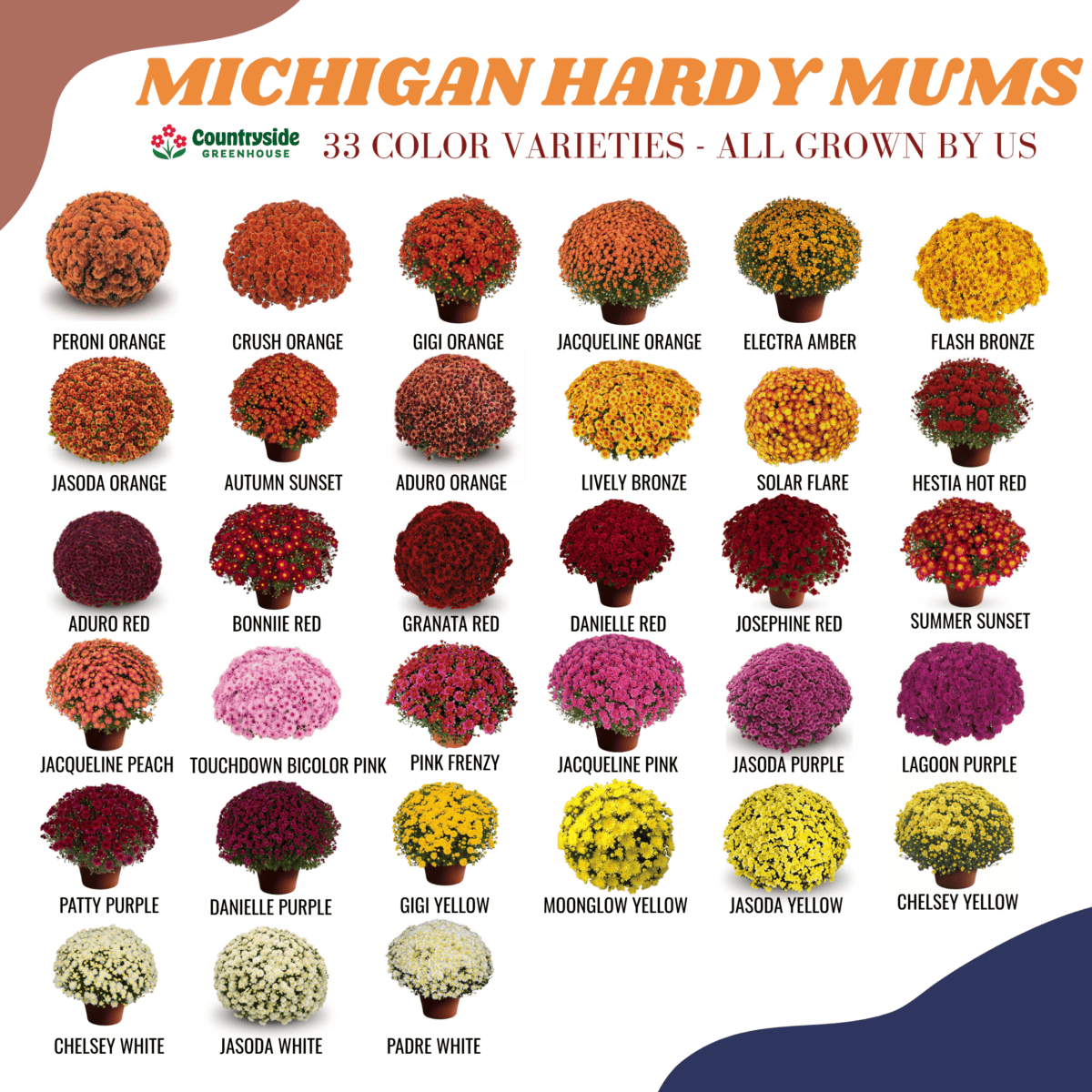 Home Grown Hardy Mums information