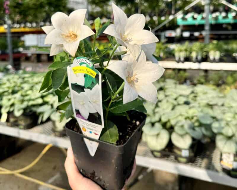 Perennial 1 Quart Containers at Countryside Greenhouse