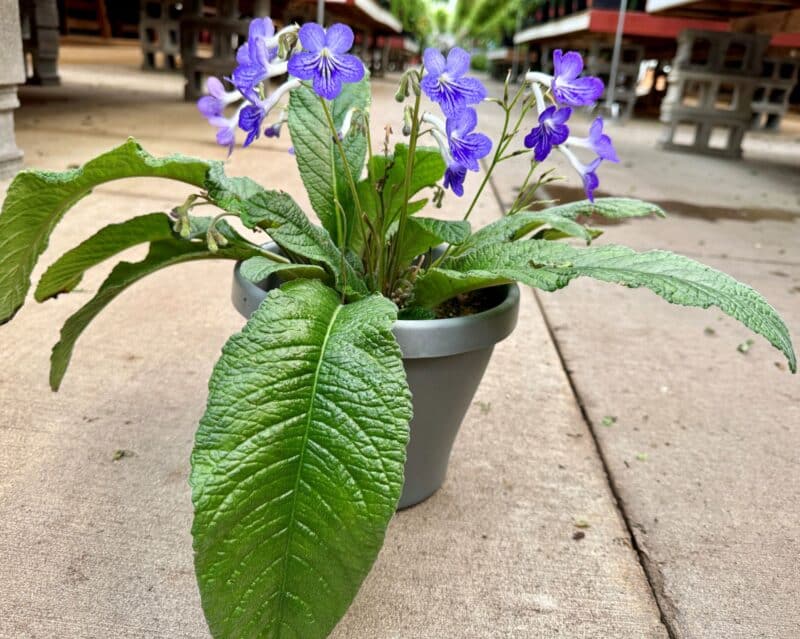 8" Streptocarpus Patio Pots at Countryside Greenhouse