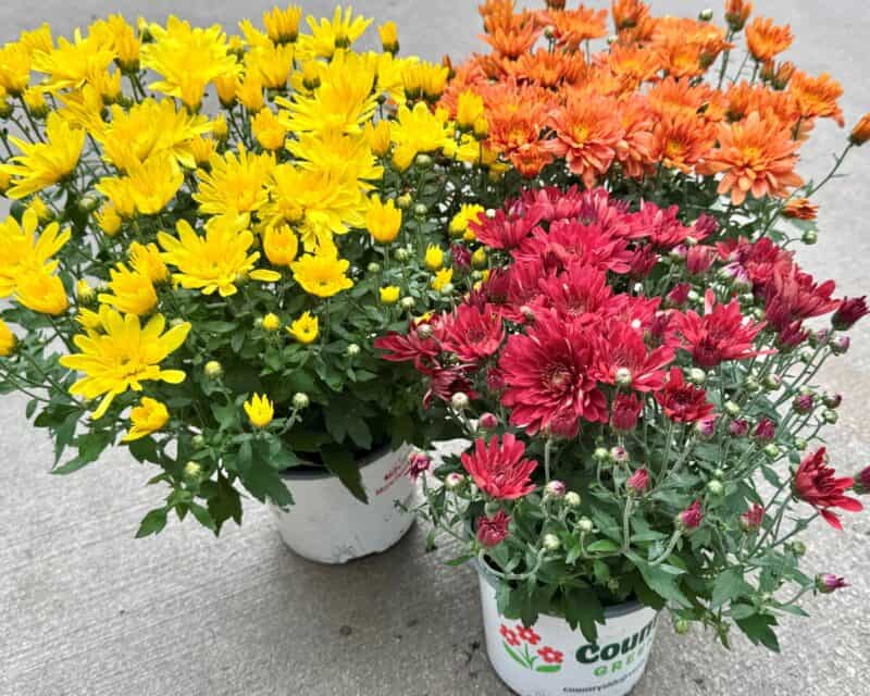 5" mums at Countryside Greenhouse