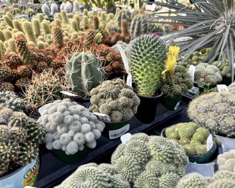 Cactus (assorted) at Countryside Greenhouse