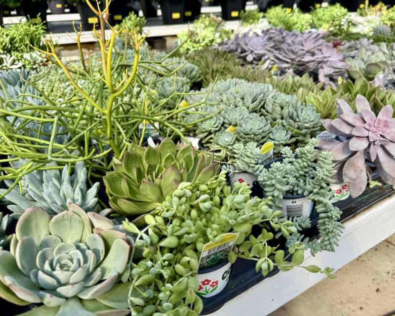 4" Succulent Pots at Countryside Greenhouse