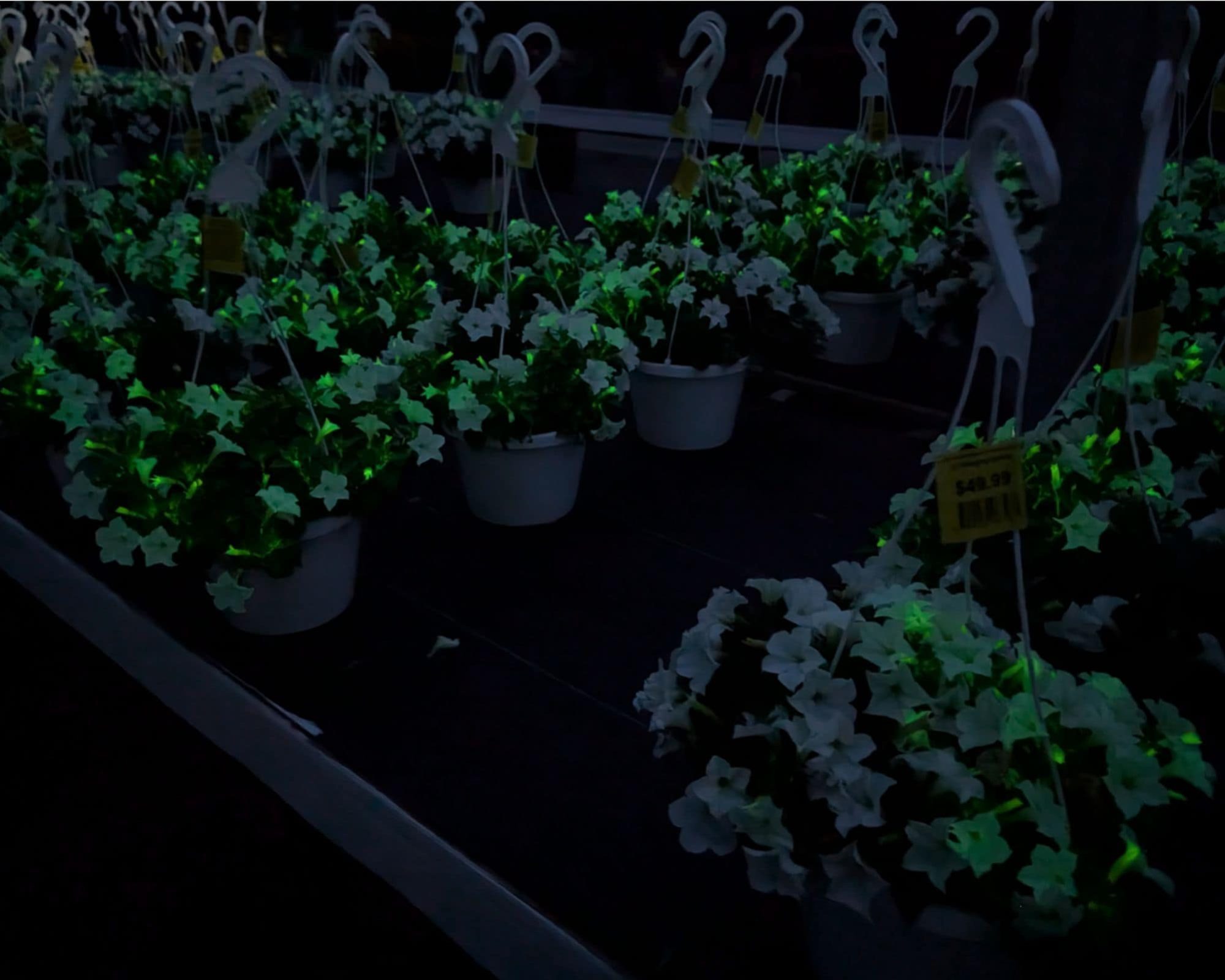 Glow in the dark Firefly Petunias at Countryside Greenhouse