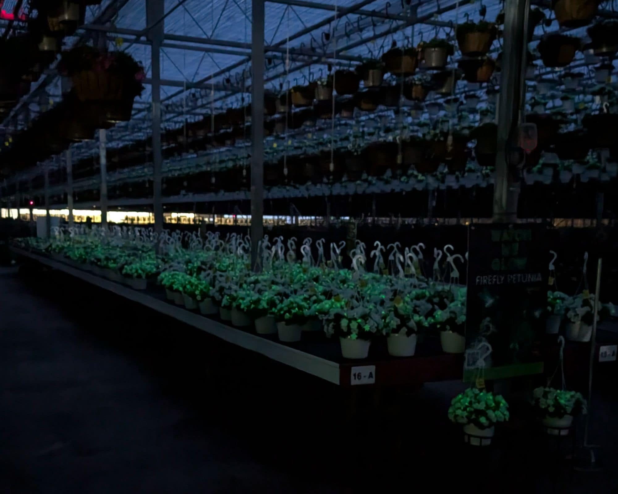 Glow in the dark Firefly Petunias at Countryside Greenhouse