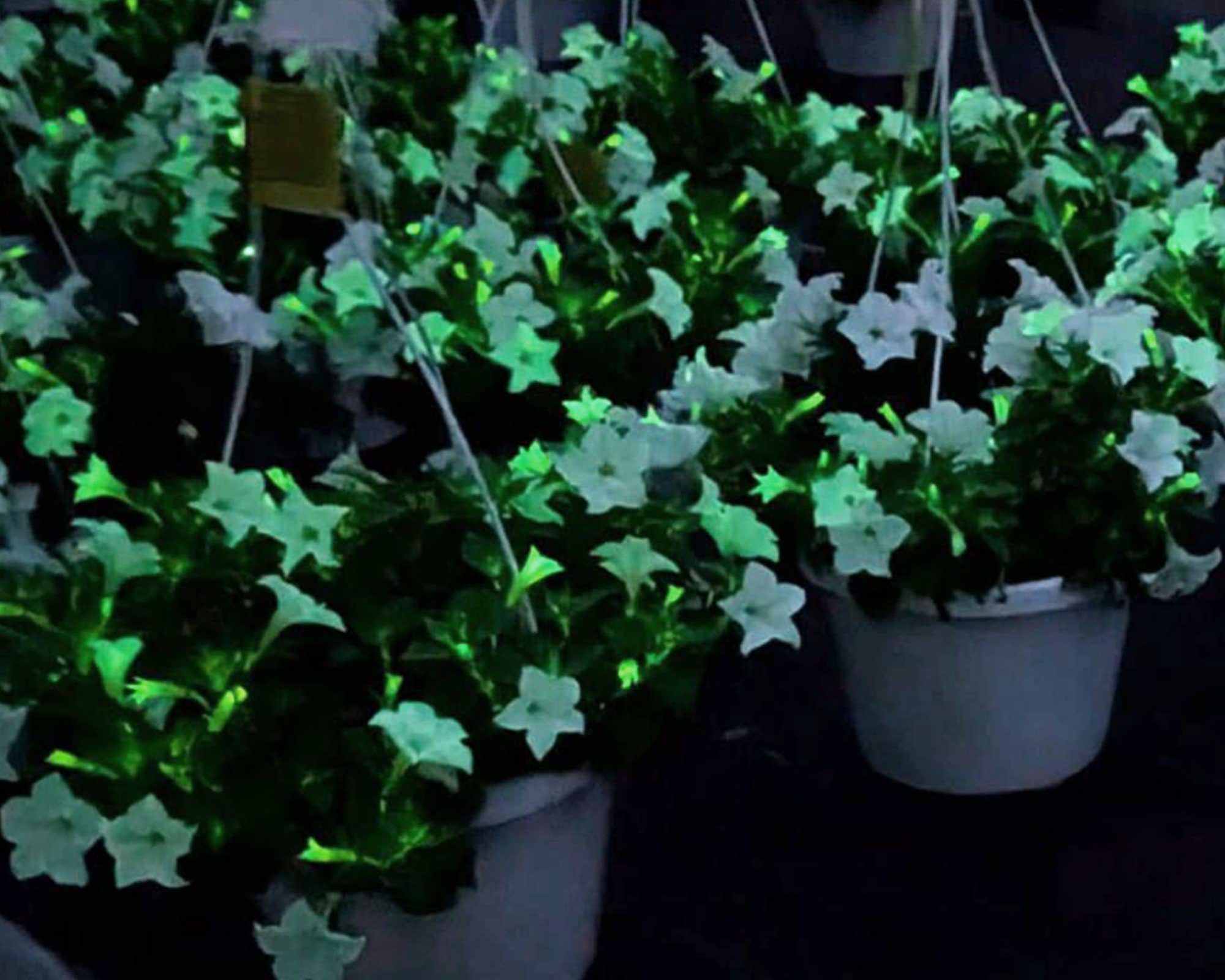 Firefly Petunia at Countryside Greenhouse