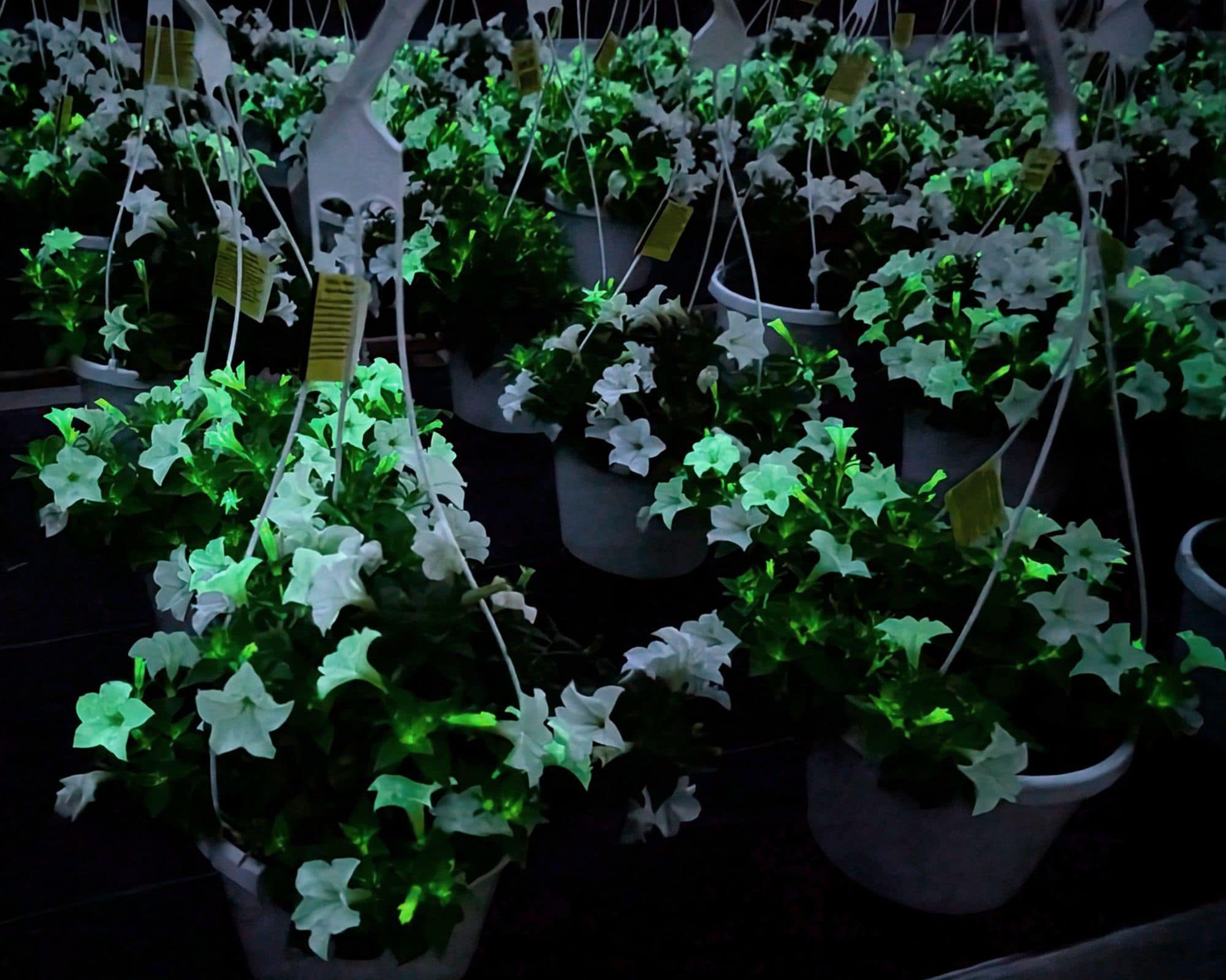 Firefly Petunia at Countryside Greenhouse